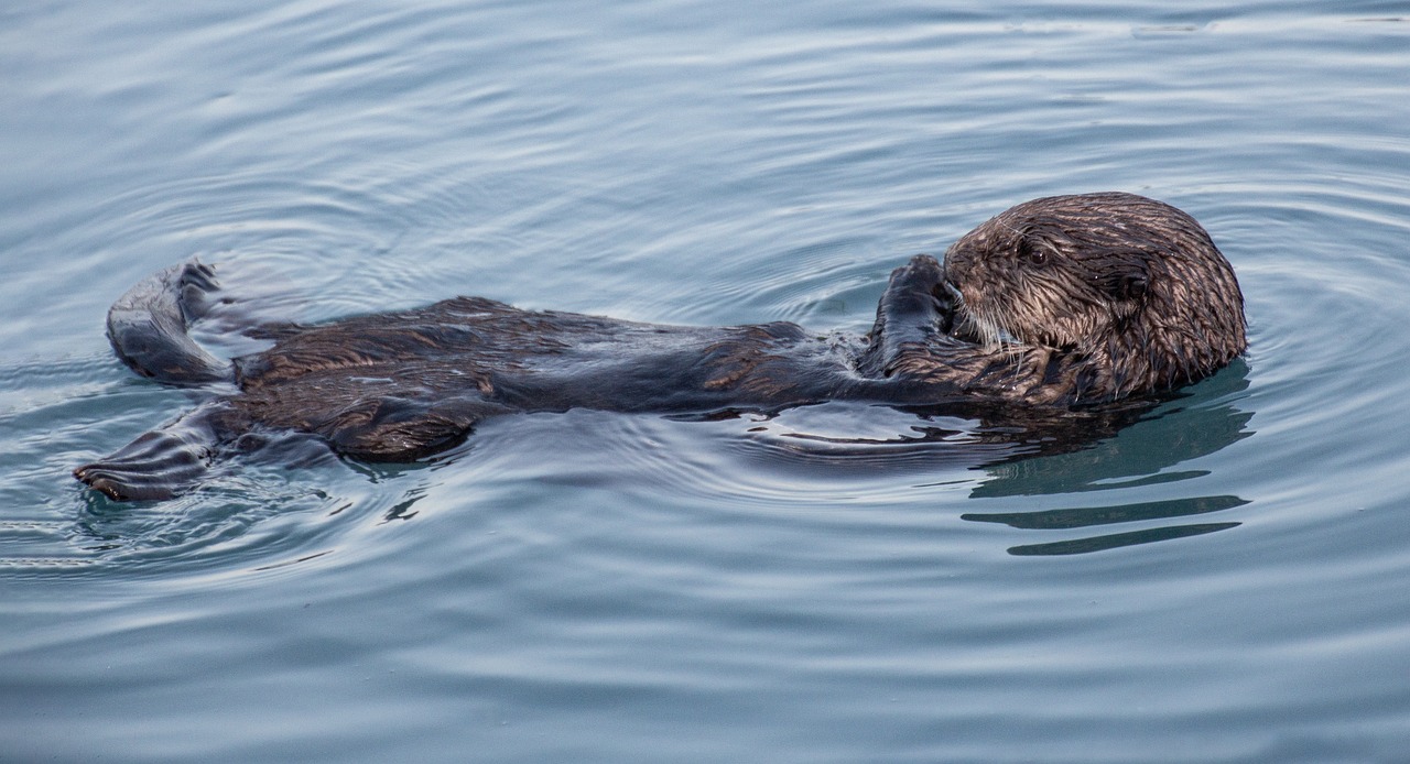 Bridging Oceans and Hearts: Otters inspire education for nonhuman life preservation